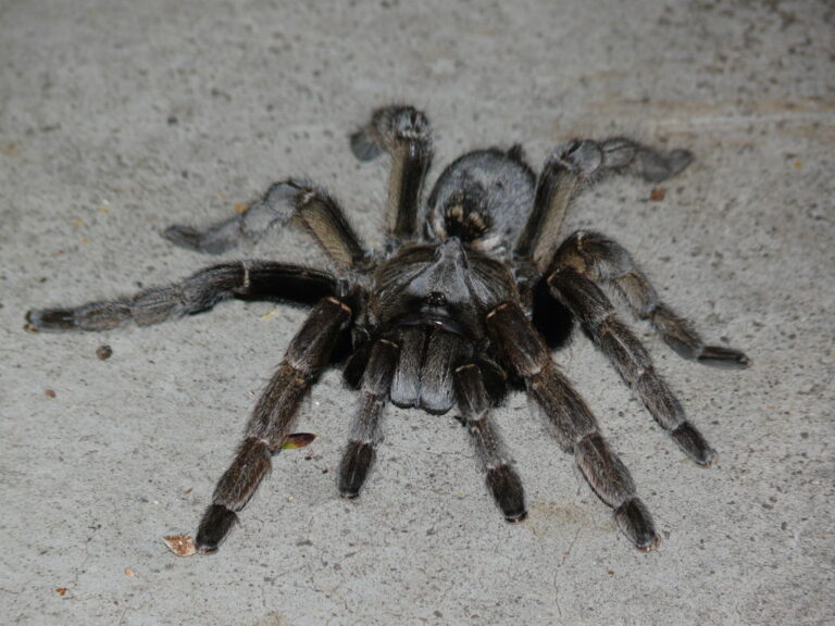 Ceratogyrus dolichocephalus
